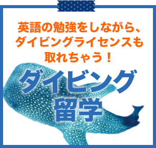 ダイビング留学バナー